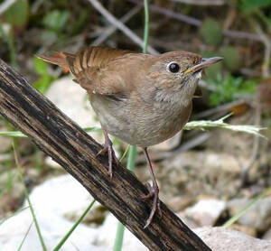 Luscinia megarhynchos