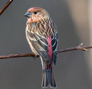 Carpodacus roseus