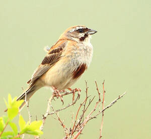 Emberiza jankowskii