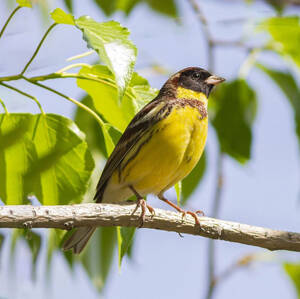 Yellow-breasted Bunting