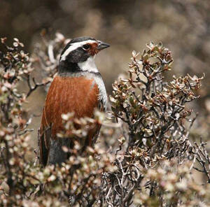 Emberiza koslowi