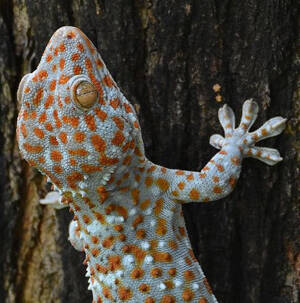 Gekko gecko