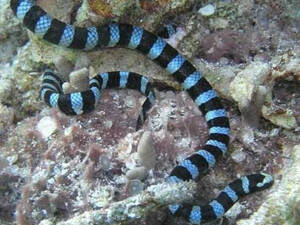 Hydrophis cyanocinctus