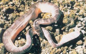 Hydrophis ornatus