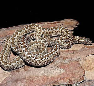 Vipera renardi