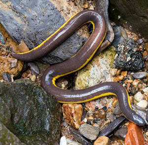 Ichthyophis bannanicus