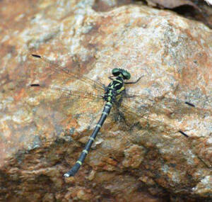 Heliogomphus retroflexus