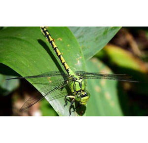 Ophiogomphus spinicornis