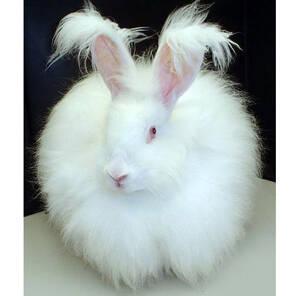 Angora