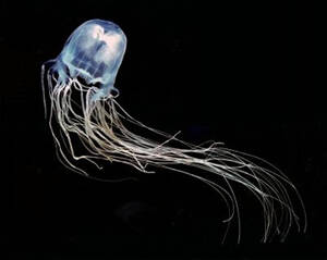 Australian box jellyfish