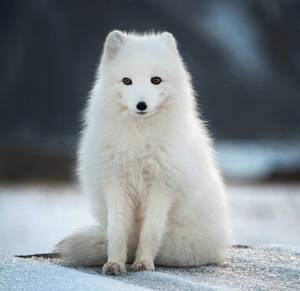 Vulpes lagopus