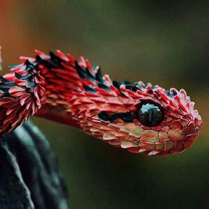 Atheris hispida