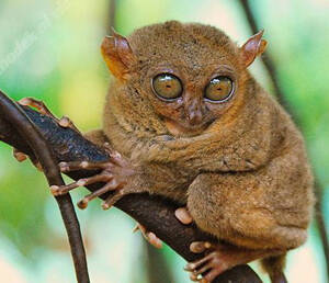 Philippine tarsier