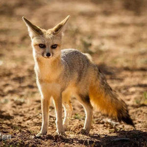 Vulpes bengalensis