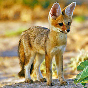 Vulpes chama,