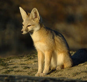 Vulpes macrotis