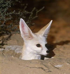 Vulpes rueppellii