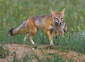 Vulpes velox