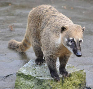 coatimundi