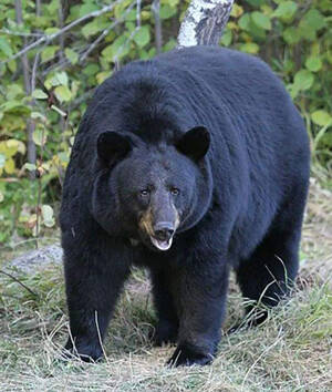 Ursus americanus,