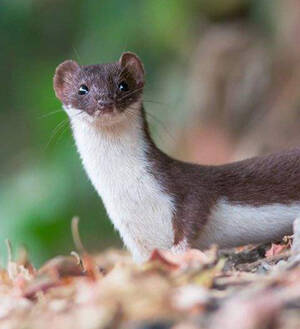 Mustela nivalis