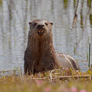 Lontra longicaudis