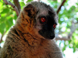 Eulemur collaris