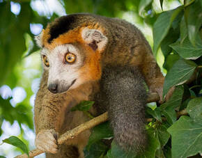 Eulemur coronatus