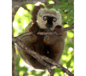 Eulemur sanfordi