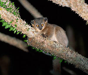 Lepilemur leucopus,