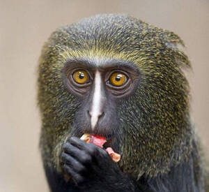 Cercopithecus hamlyni