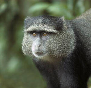 Cercopithecus mitis