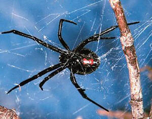 Latrodectus