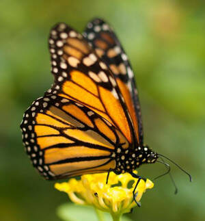 Danaus plexippus