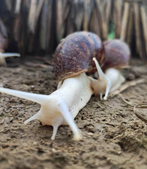 Achatina fulica