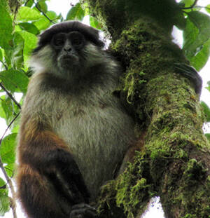 Procolobus pennantii