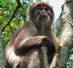 Piliocolobus rufomitratus