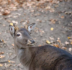 Capreolus capreolus