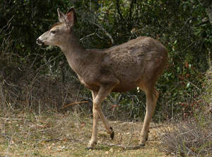 Odocoileus hemionus