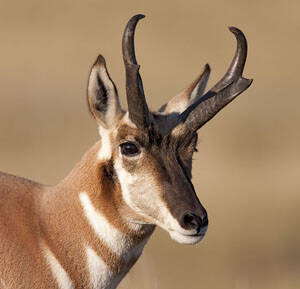 Antilocapra americana