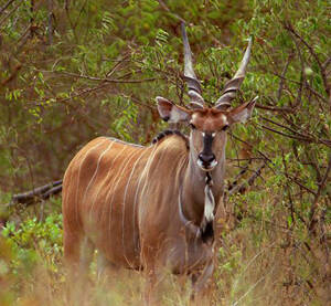 Tragelaphus derbianus