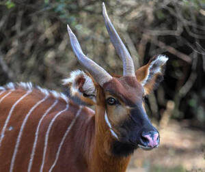 Tragelaphus eurycerus