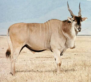 Tragelaphus oryx