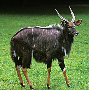 Tragelaphus spekii