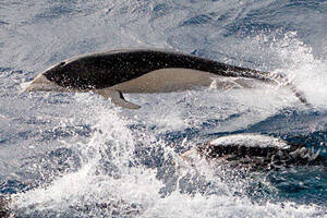 南露脊海豚
