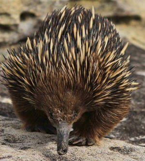 Tachyglossus aculeatus