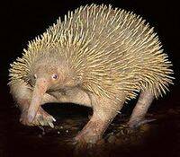 Western Long-beaked Echidna