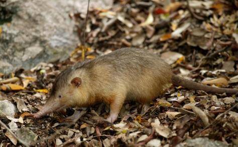 Solenodon marcanoi