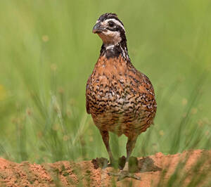 Northern Bobwhite