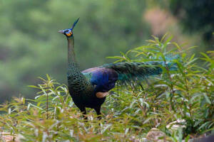 Congo peafowl